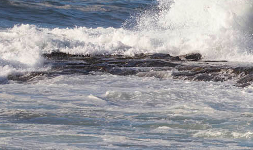 Images of the sea waves and paw prints in the sand